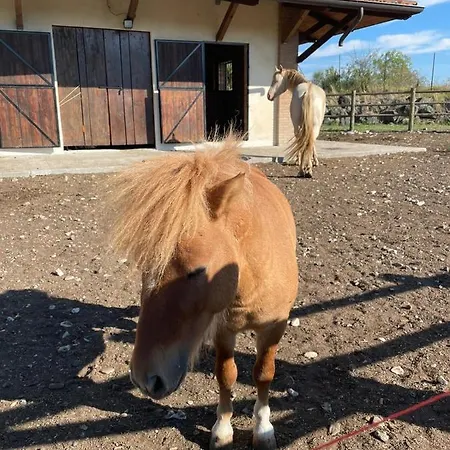 Cergallina