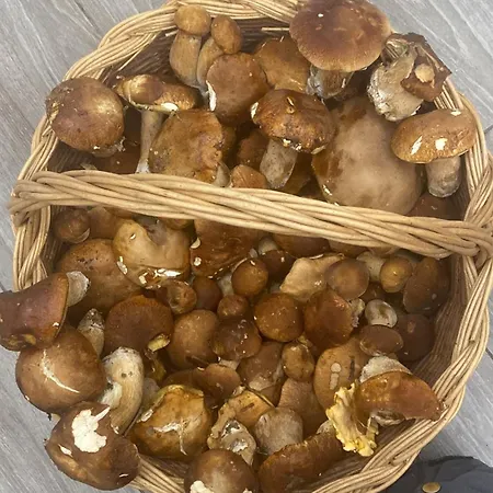 Cergallina Vernasca