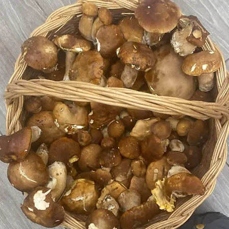 Cergallina Vernasca