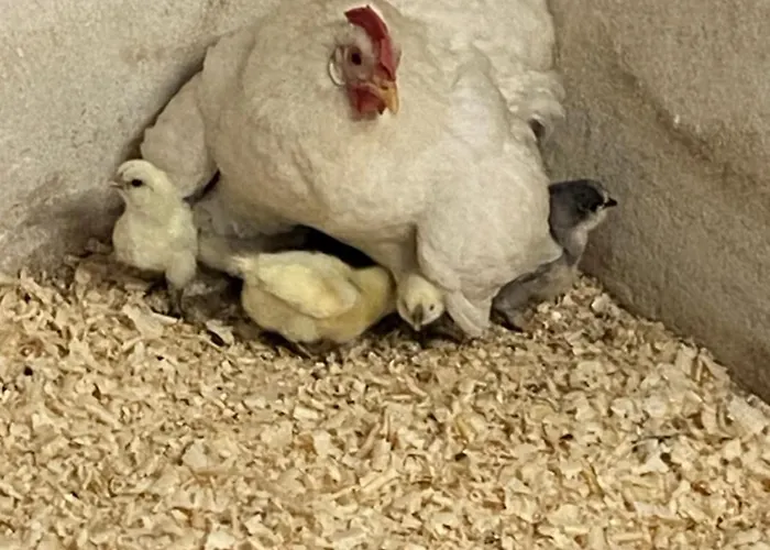 Cergallina Bauernhof *