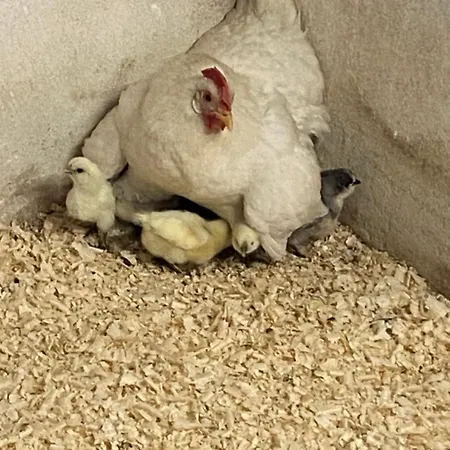 Cergallina Bauernhof *